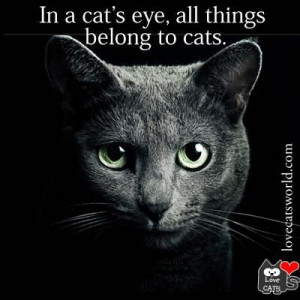 In a cat's eye, all things belong to cats.