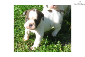 Related Pictures olde english bulldogge puppies for sale in pa