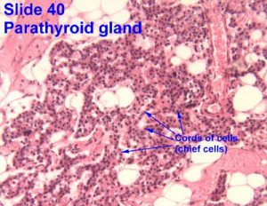 Parathyroid Gland Slide Labeled