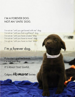 ... campaign that i really loved i am a forever dog not an until dog