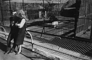 Zoo Looking at Each Other, Wolf in Cage, New York , from 