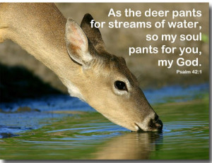 As the deer pants for water... Psalm 42:1 Bible verse. Scripture of ...