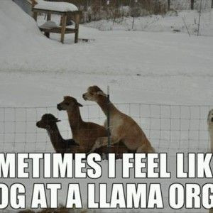 Funny Quotes about Llamas