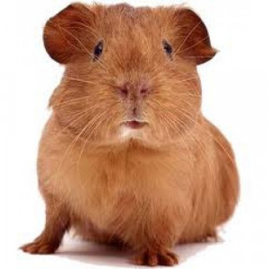 Guinea Pigs ** Available in-store only.