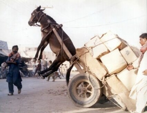 Heavily Loaded Donkey