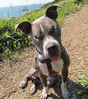 Dog: pit bull ambassador, canine good citizen, certified therapy dog ...