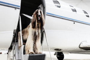 Victor, an on-demand private jet hire service , just raised around £5 ...