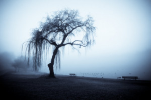 Old Foggy Weeping Willow