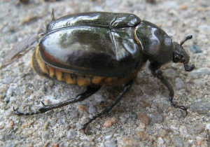 Re: L. Ron Hubbard... Reincarnated! 