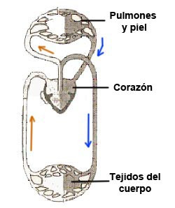 Esquema Circulaci Sangu Nea Anfibios
