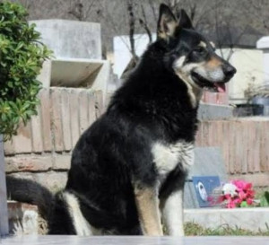 Loyal Dog Ran Away From Home To Find His Dead Master's Grave - And Has ...