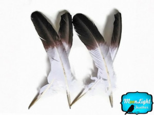 ... eagle_feathers_5_pieces_-_white_tom_turkey_rounds_eagle_brown_tipped