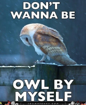 Sad Owl Meme Feels The Loneliness Of A Cold Night