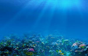 Underwater Coral Reef Photography