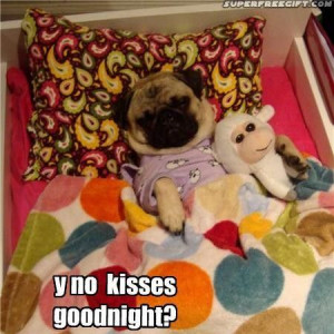 Goodnight #Animal #Cute #Humor #LOL