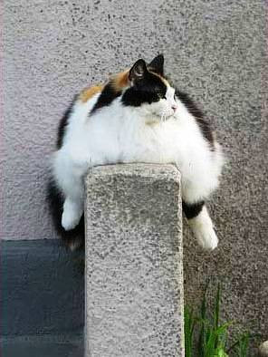 Fat Cat Pics
