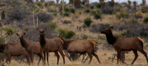 http://circleranchtx.com/are-elk-native-to-texas-yes/
