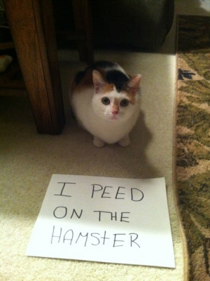 LOL hamster funny cats cat shaming