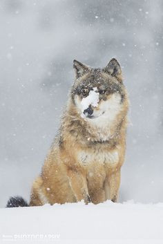 and Ma’iingan (Original Man and Wolf) Wolf Hunt Desecrates Ojibwe ...