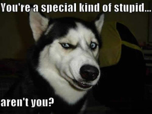 Amusing dog picture; funny photo a cute Siberian Husky with an ...