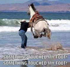 ... Horse Quotes | Touched My Foot - Return to Funny Animal Pictures Home