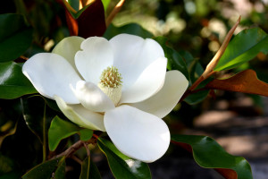Louisiana State Flower Magnolia Blossom