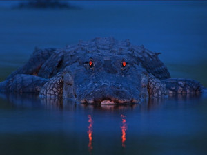Alligator in Florida, looks hungry Funny Alligator Picture