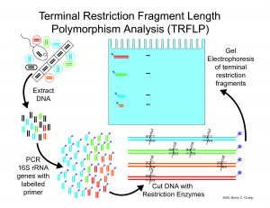Restriction Fragment Length Polymorphism