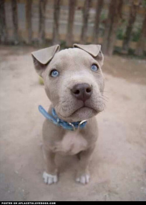 Pitbull puppy with blue eyes