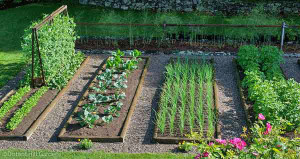 vegetable-gardening-dh.jpg