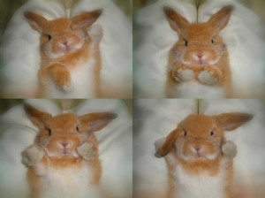 cute bunny 0 29071 0 bunny cute
