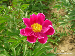 Peony Pictures Flower