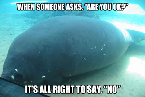Calming Manatee ” is the single most greatest thing on the internet ...