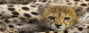 Baby Cheetah Facebook Cover