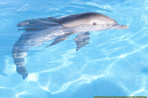 Winter-dolphin-tales-winter-the-dolphin-25515686-1280-850.jpg
