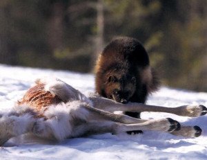 Wolverine Animal vs Wolf