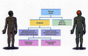 nervous system organization chart