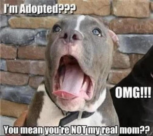 ... // Tags: Funny dog - Im adopted , funny pictures // September, 2012