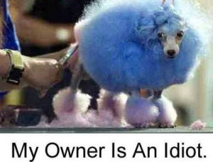 Poor Blue Poodle Funny Dog Pictures
