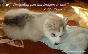 Funny Siberian Husky Quotes Funny husky pictures!