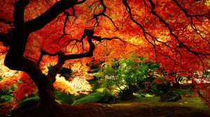 fond ecran paysage nature automne erable japonais rouge wallpaper hd ...