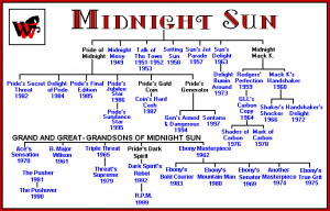 Edward Cullen Midnight Sun