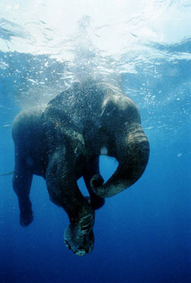 beautiful elephant animal water underwater