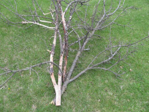 Then all the butts get a rub down