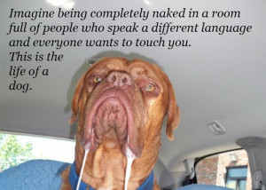 Funny Quotes Over Pictures Of Drooling Animals (14 pics)