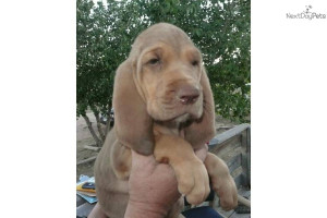 akc-bloodhound-pups-champion-linesdog-bloodhound-puppy-c6979167-dd48 ...