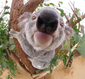 Australia Big nose koala