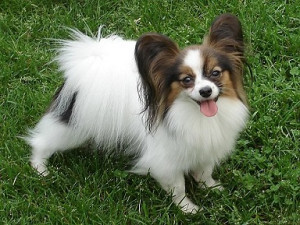 Papillon Toy Dogs Dog Breed