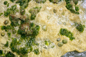 Stock photo Algae from Mediterranean green seaweed in the coastline