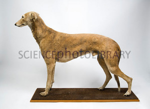 Australian Greyhound of the Year -- Australian Greyhound Racing ...